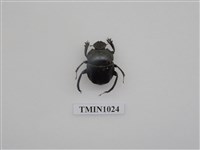 藏品(黑雪隱金龜)的圖片